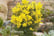 acacia-dea1745847084820