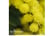 Acacia-dea1745847087715