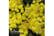 acacia-dea1745847088849