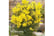 acacia-dea1745847091520