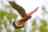 Yorkshire - 2 Nights, Breakfast, Cream Tea & Birds of Prey For 2