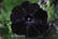black2.jpg1746031461462