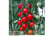 TOM_SWETAP1746446213206