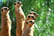 Himley safari meerkats