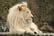 A White Lion lying down looking very proud and majestic