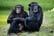 Chimpanzee Safari Stock