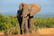 African Elephant Stock