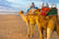 Agadir Camels Stock Image