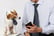 Dog and businessman in ties looking at mobile phone