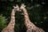 Portrait-of-two-giraffes-LZ-1