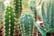 Mini-Cactus-Collection-3