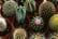 Mini-Cactus-Collection-4