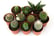 Mini-Cactus-Collection-2