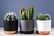 Mini-Cactus-Collection-3