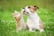 Cat & Dog Care Course Voucher