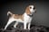 Dog Photoshoot Voucher - Nottingham