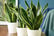 1-or-2-Variegated-Snake-Plant-19cm-pot-1