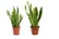 1-or-2-Variegated-Snake-Plant-19cm-pot-2