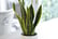 1-or-2-Variegated-Snake-Plant-19cm-pot-4