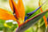 Bird-of-Paradise-plant-2