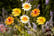 Metal-Daisy-Flower-6-Set-5