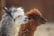 Adopt An Alpaca Voucher - Loughborough 