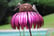 Sensation-Pink--Blue-Coneflower-Bird-Feeder-3