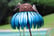 Sensation-Pink--Blue-Coneflower-Bird-Feeder-5