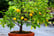 Set-Of-4-Mediterranean-Fruittrees-3