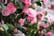 IRELAND-Set-Of-3-Camellia-Japonica-3