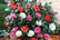 IRELAND-Set-Of-3-Camellia-Japonica-4