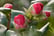 IRELAND-Set-Of-3-Camellia-Japonica-5