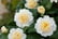 IRELAND-Set-Of-3-Camellia-Japonica-6