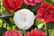 IRELAND-Set-Of-3-Camellia-Japonica-7