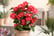 IRELAND-Set-Of-3-Camellia-Japonica-8