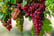 GRAPES-3