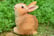 Rabbit-Family-Garden-Ornament-6