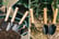 Garden-Mini-Hand-Planting-Tools-1