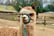 Alpaca Walking Experience For 1, 2 or 4 – Warrington