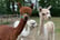 Alpaca Walking Experience For 1, 2 or 4 – Warrington