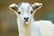 'Meet the Pygmy Goats' Experience Voucher - Shirebrook