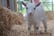 'Meet the Pygmy Goats' Experience Voucher - Shirebrook