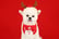 Pet-Cute-Hat-Dog-Hat-Christmas-Hat-Bib-Set-6