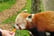 Red panda Encounter & Entry to Cumbria Zoo 