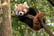 Red panda Encounter & Entry to Cumbria Zoo 