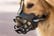 DOG-MUZZLE-ANTI-BARKING-AND-ANTI-CHEWING-3