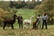 Alpaca Walk: 90-Minutes for 1, 2 or 4 – Includes Refreshments