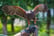 Birds Of Prey Experience: Handling Or Hawk Walk - For 1, 2, 3 Or 4