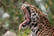 Big Cat Feeding Experience for 4 with Zoo Entry - Cumbria Zoo