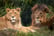 Big Cat Feeding Experience for 4 with Zoo Entry - Cumbria Zoo